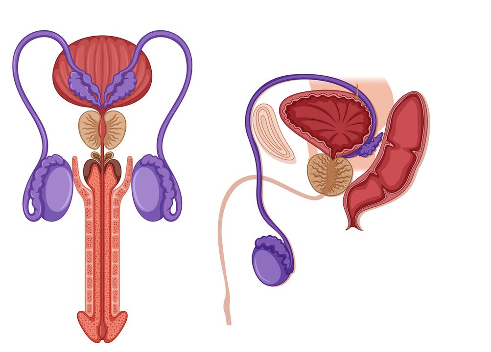 prostatite chez les hommes